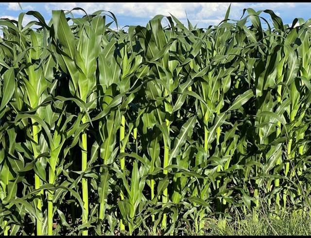 FARM FOR SALE IN BETHLEHEM RURAL